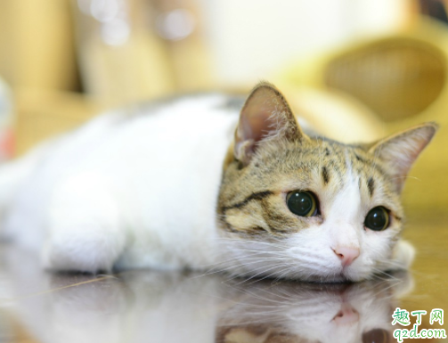 为什么猫咪经常揣着手 猫咪抗拒剪指甲怎么办