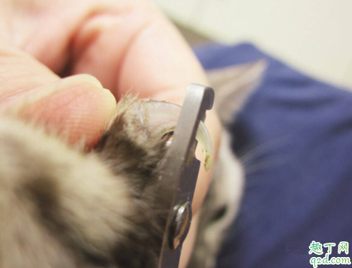 为什么猫咪经常揣着手 猫咪抗拒剪指甲怎么办