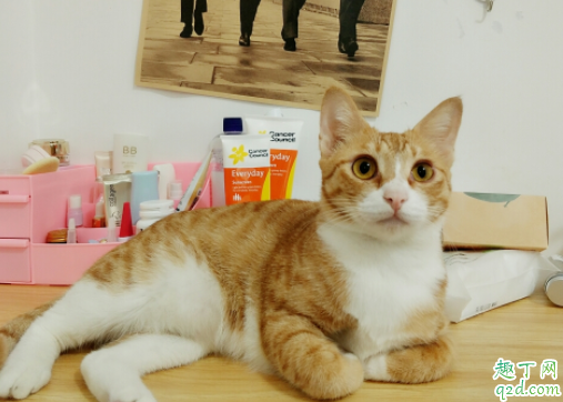 为什么猫咪经常揣着手 猫咪抗拒剪指甲怎么办