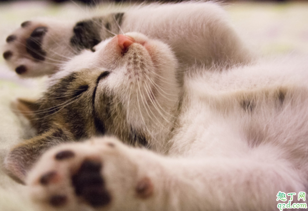 猫咪发出呼噜声代表什么 猫咪呼噜声从哪里发出