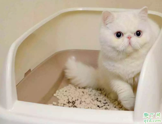 为什么猫咪喜欢玩猫砂 如何防止猫咪玩猫砂