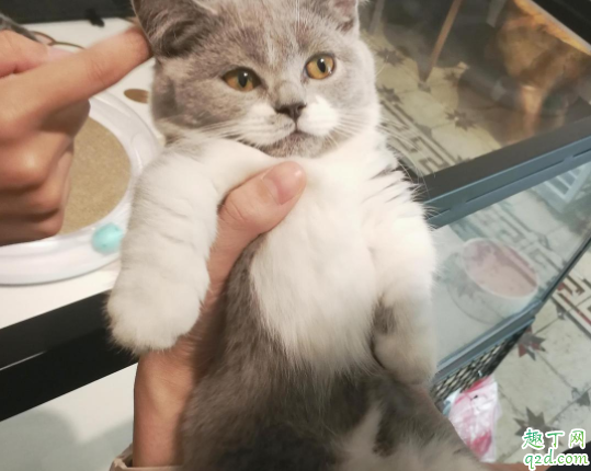 为什么猫咪喜欢玩猫砂 如何防止猫咪玩猫砂