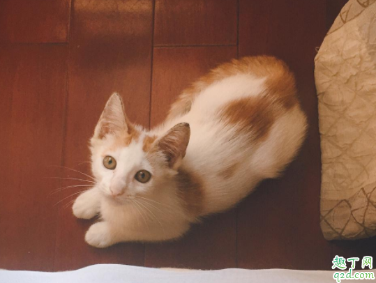 为什么猫咪喜欢玩猫砂 如何防止猫咪玩猫砂