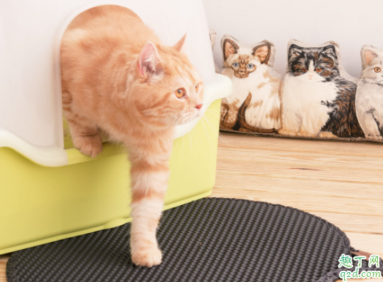 猫咪的便便什么颜色最健康 猫咪为什么拉完屎不埋