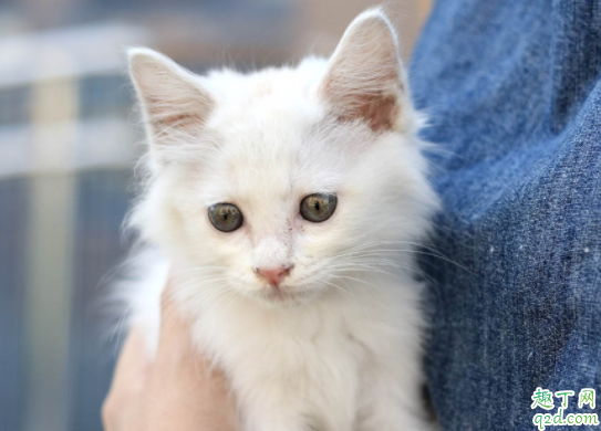 猫咪的便便什么颜色最健康 猫咪为什么拉完屎不埋