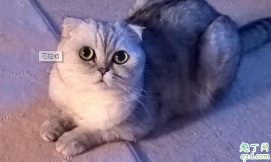 猫咪的便便什么颜色最健康 猫咪为什么拉完屎不埋