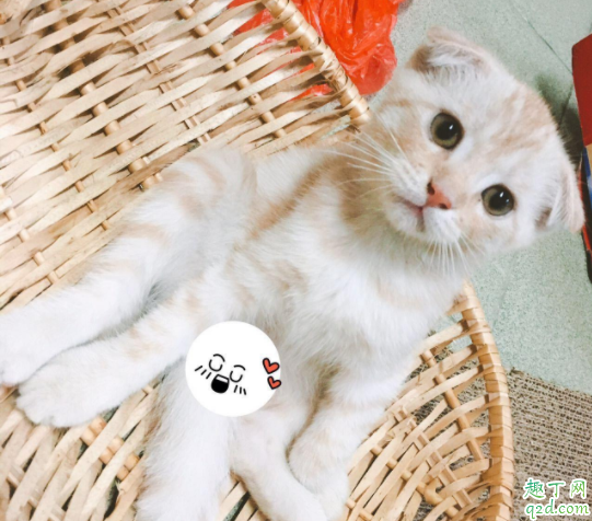 猫咪的便便什么颜色最健康 猫咪为什么拉完屎不埋