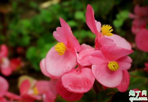 海棠花老烂根是怎么回事 海棠烂根还能补救吗