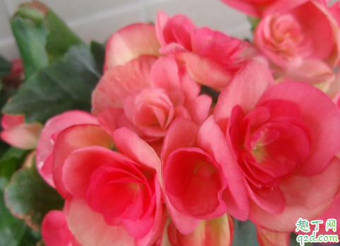 海棠花老烂根是怎么回事 海棠烂根还能补救吗