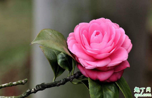 山茶花在家里养行吗 山茶花日常如何养护长得好