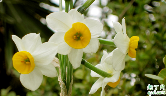 水仙花为啥会烂根 水仙花烂掉了怎么办