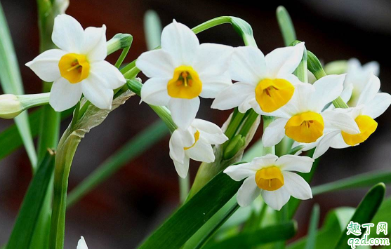 水仙花为啥会烂根 水仙花烂掉了怎么办