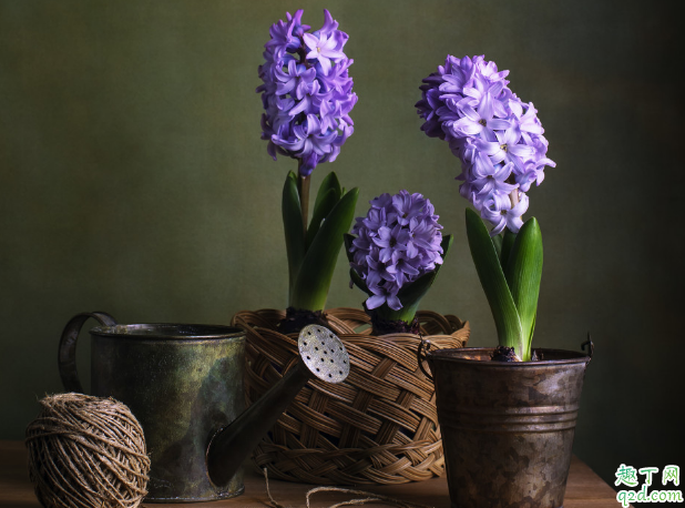 风信子没有剥皮就栽能养活不 风信子种子怎么种成活率高