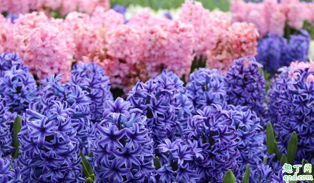 风信子没有剥皮就栽能养活不 风信子种子怎么种成活率高