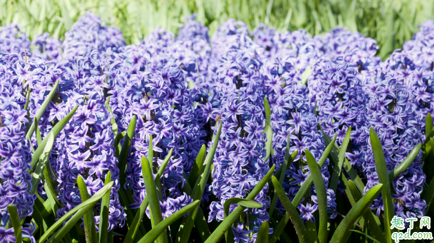 风信子没有剥皮就栽能养活不 风信子种子怎么种成活率高