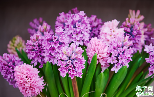 风信子容易养活不 刚买回来的风信子需要怎么养护