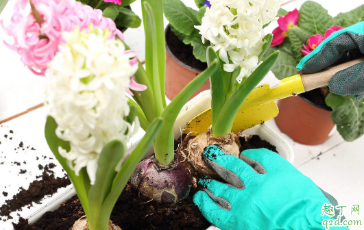 风信子容易养活不 刚买回来的风信子需要怎么养护