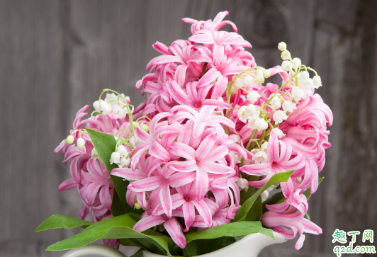 风信子容易养活不 刚买回来的风信子需要怎么养护