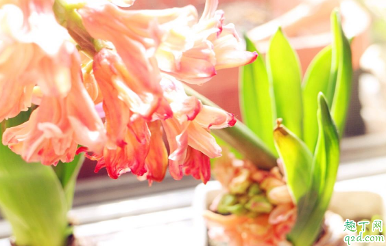 风信子在家里养能行不 在家养风信子哪些是要注意的