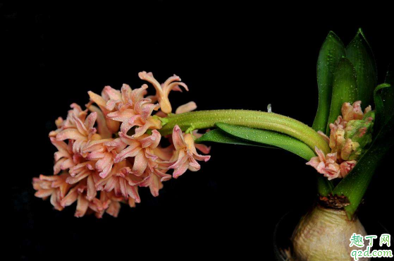 风信子在家里养能行不 在家养风信子哪些是要注意的