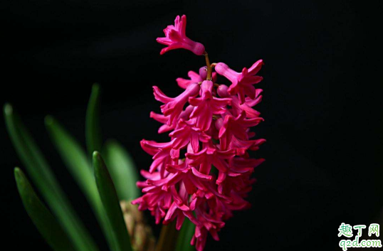 风信子发芽快吗 啥时候种风信子易成活