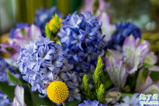 风信子发芽快吗 啥时候种风信子易成活