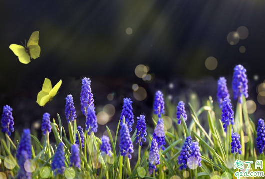 风信子发芽快吗 啥时候种风信子易成活