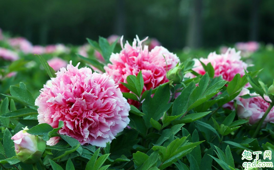 芍药花是牡丹的一种吗 芍药和牡丹怎么去分辨
