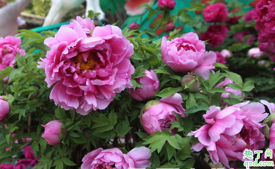 芍药花是牡丹的一种吗 芍药和牡丹怎么去分辨