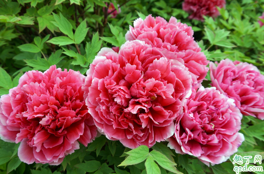 芍药花是牡丹的一种吗 芍药和牡丹怎么去分辨