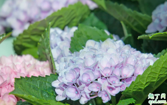 绣球新芽泛黄是为什么 绣球新芽干枯还有救吗