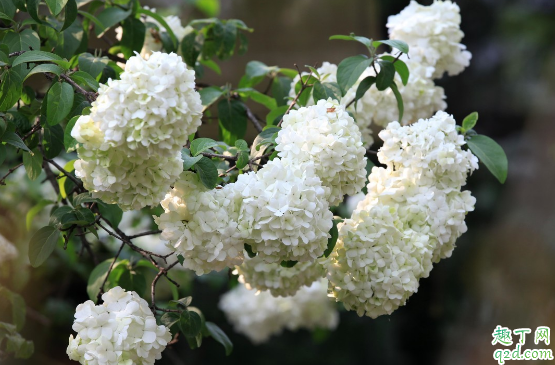 绣球新芽泛黄是为什么 绣球新芽干枯还有救吗