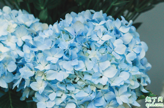 绣球新芽泛黄是为什么 绣球新芽干枯还有救吗