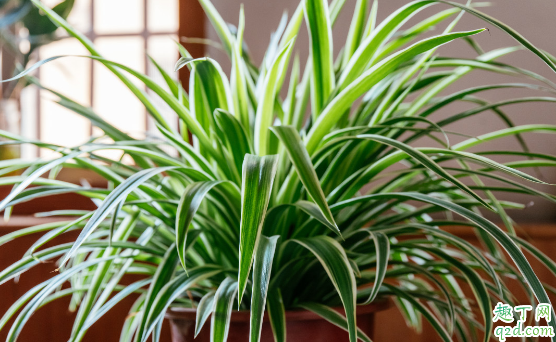 吊兰叶子发黄是咋回事吊兰叶子变黄该咋补救