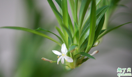 吊兰叶子发黄是咋回事吊兰叶子变黄该咋补救