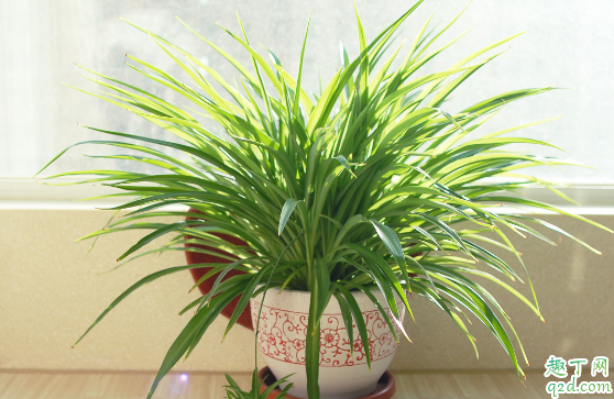 吊兰叶子发黄是咋回事吊兰叶子变黄该咋补救