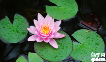 冬季睡莲梗露在外面会冻死吗 怎么养好睡莲花