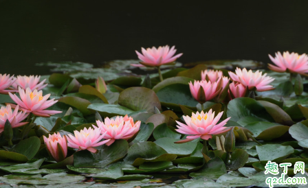 冬季睡莲梗露在外面会冻死吗 怎么养好睡莲花