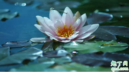 冬季睡莲梗露在外面会冻死吗 怎么养好睡莲花