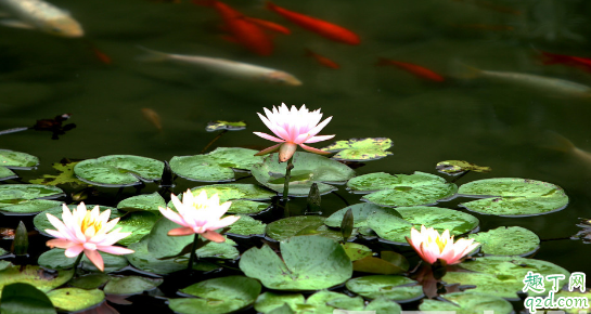 睡莲老烂叶是咋回事 睡莲烂叶怎么办
