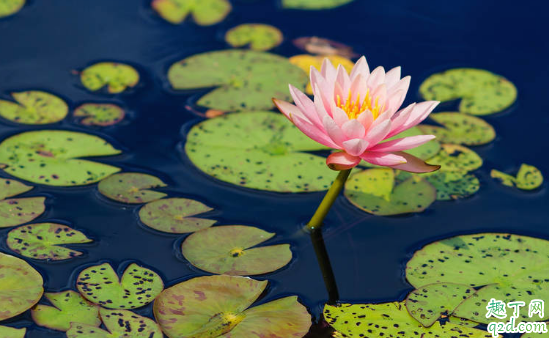 睡莲老烂叶是咋回事 睡莲烂叶怎么办