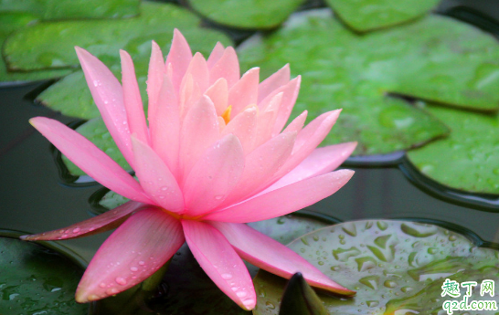 睡莲老烂叶是咋回事 睡莲烂叶怎么办