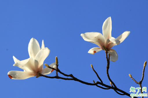 玉兰花是不是也叫辛夷花 怎么区分辛夷花和玉兰花