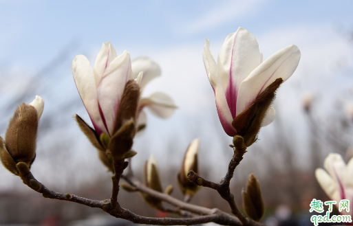玉兰花是不是也叫辛夷花 怎么区分辛夷花和玉兰花