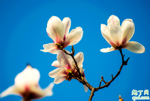 玉兰花是不是也叫辛夷花 怎么区分辛夷花和玉兰花