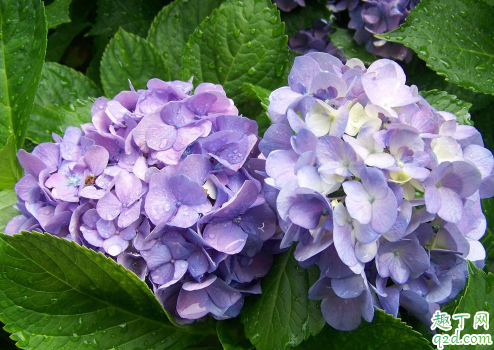 绣球花在花期换盆能行不 刚买的绣球花怎么入盆