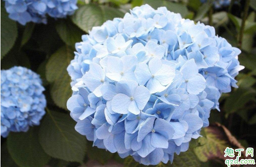 绣球花在花期换盆能行不 刚买的绣球花怎么入盆