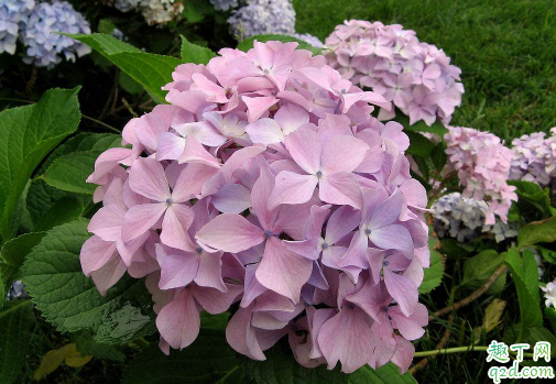 绣球花在花期换盆能行不 刚买的绣球花怎么入盆