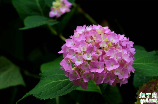 绣球花叶子打蔫是怎么回事 绣球花叶子焉巴怎么办