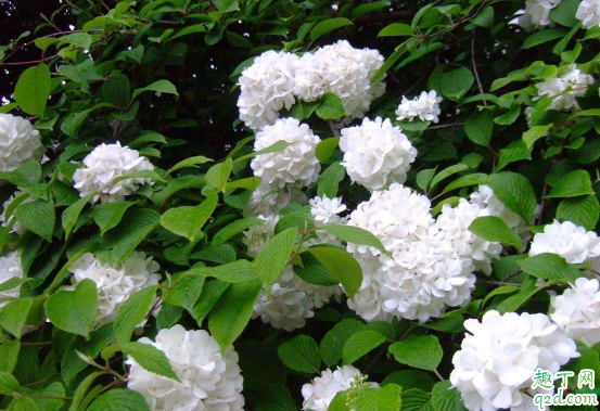 绣球花秋天能扦插活吗 绣球花怎么扦插成活率高